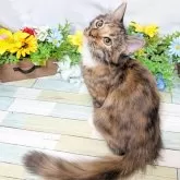 スコティッシュフォールド×サイベリアン【大阪府・女の子・2025年6月1日・トーティーシェル&ホワイト】の写真2