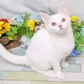 スコティッシュフォールド(立ち耳)【大阪府・女の子・2025年7月8日・ホワイト】の写真3