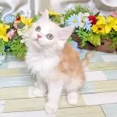 スコティッシュフォールド×マンチカン【大阪府・男の子・2025年6月15日・レッドタビー&ホワイト】の写真3