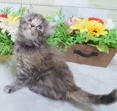 マンチカン(長足)【大阪府・女の子・2025年1月26日・トーティーシェル】の写真3