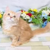 サイベリアン×マンチカン【大阪府・女の子・2025年6月16日・レッドタビー】の写真3