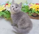 スコティッシュフォールド(立ち耳)【大阪府・女の子・2025年1月25日・ブルークリーム】の写真3