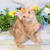 スコティッシュストレート×マンチカン【大阪府・男の子・2025年6月15日・レッドタビー】の写真3