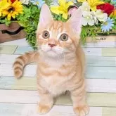 マンチカン(長足)【大阪府・男の子・2025年6月18日・レッドタビー】の写真3