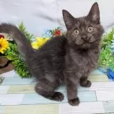 スコティッシュフォールド(立ち耳)【大阪府・男の子・2025年6月18日・ブラックスモーク】の写真3