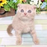 スコティッシュフォールド(折れ耳)【大阪府・男の子・2025年9月3日・クリームタビー】の写真3