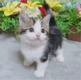 マンチカン(短足)【大阪府・男の子・2025年1月26日・ブラウンタビー&ホワイト】の写真3