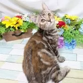 スコティッシュフォールド(立ち耳)【大阪府・女の子・2025年6月18日・ブラウンパッチドタビー】の写真4