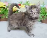 マンチカン(長足)【大阪府・女の子・2025年1月26日・トーティーシェル】の写真4