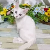 スコティッシュフォールド(立ち耳)【大阪府・女の子・2025年7月8日・ホワイト】の写真4