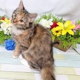 スコティッシュフォールド×サイベリアン【大阪府・女の子・2025年6月1日・トーティーシェル&ホワイト】の写真4