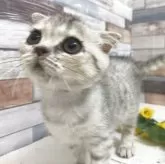 ペルシャ×スコティッシュフォールド【大阪府・女の子・2025年6月30日・シルバーマッカレルタビー&ホワイト】の写真4