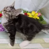 スコティッシュフォールド×サイベリアン【大阪府・男の子・2025年6月1日・ブラウン&ホワイト】の写真2