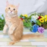 サイベリアン×マンチカン【大阪府・女の子・2025年6月16日・レッドタビー】の写真4