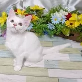 スコティッシュフォールド(立ち耳)【大阪府・女の子・2025年7月8日・ホワイト】の写真5