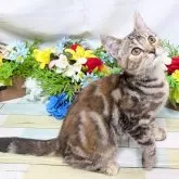 スコティッシュフォールド(立ち耳)【大阪府・女の子・2025年6月18日・ブラウンパッチドタビー】の写真5