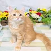 サイベリアン×マンチカン【大阪府・女の子・2025年6月16日・レッドタビー】の写真5