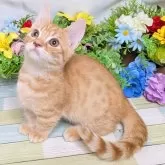 マンチカン(長足)【大阪府・男の子・2025年6月18日・レッドタビー】の写真5