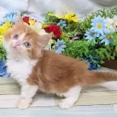 スコティッシュストレート【大阪府・男の子・2025年9月12日・レッド&ホワイト】の写真5