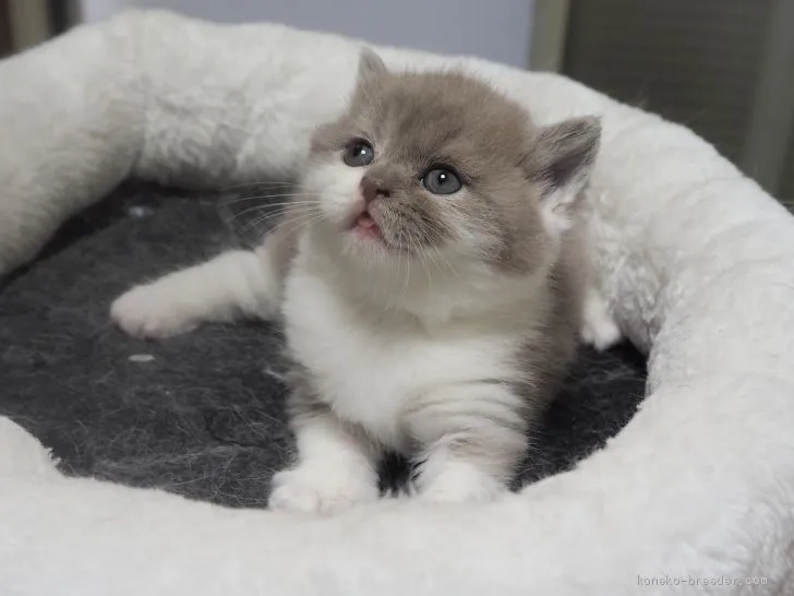 ID：2002-00186の子猫