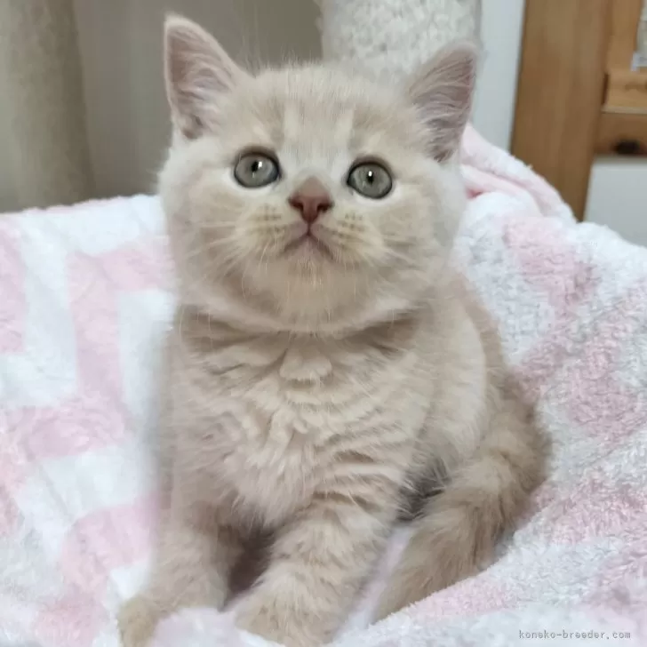 ID:2411-02322の子猫