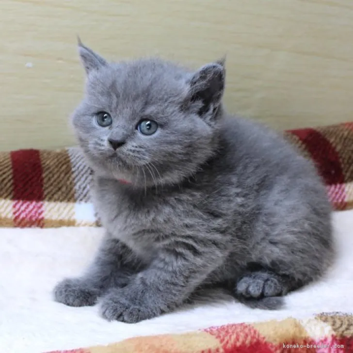ID:2306-02926の子猫
