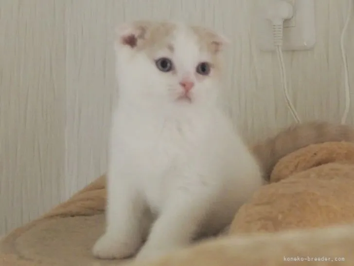 ID：2203-00803の子猫