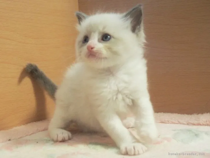 ID：2205-01074の子猫