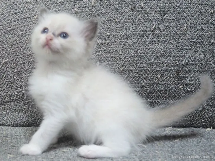 ID:2109-01929の子猫