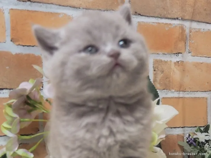 ID:2204-00317の子猫