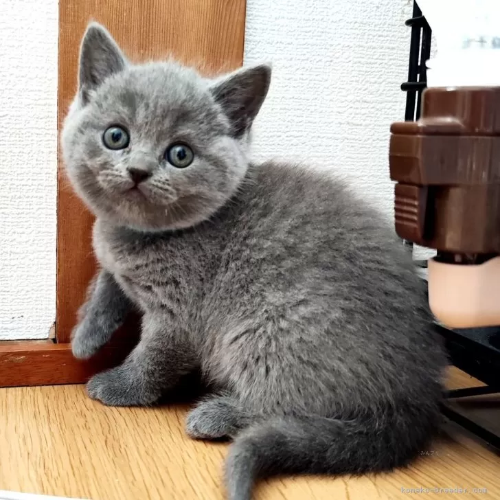 ID:2404-00867の子猫