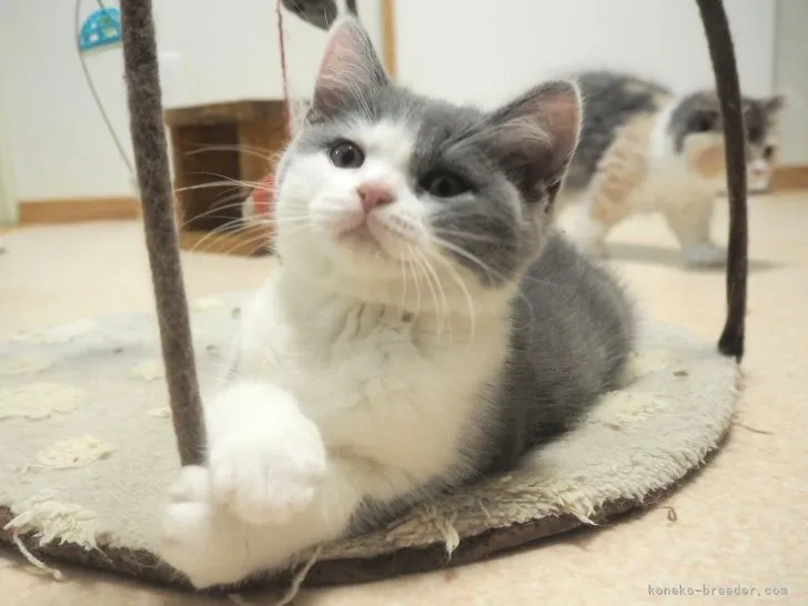 ID:2110-00457の子猫
