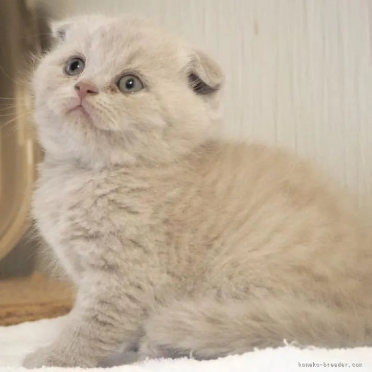 ID：2301-01106の子猫