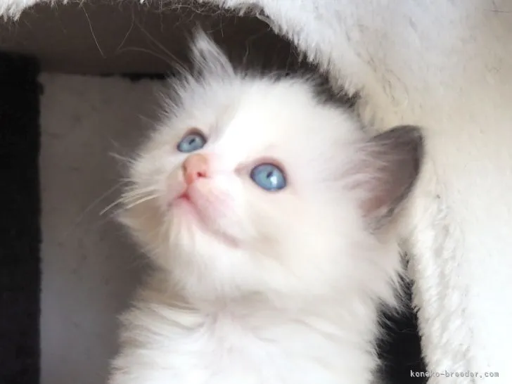 ID:2104-02255の子猫