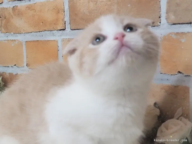 ID：2203-00802の子猫