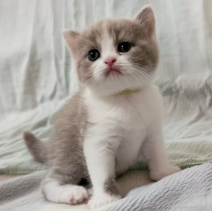 ID：2406-02308の子猫