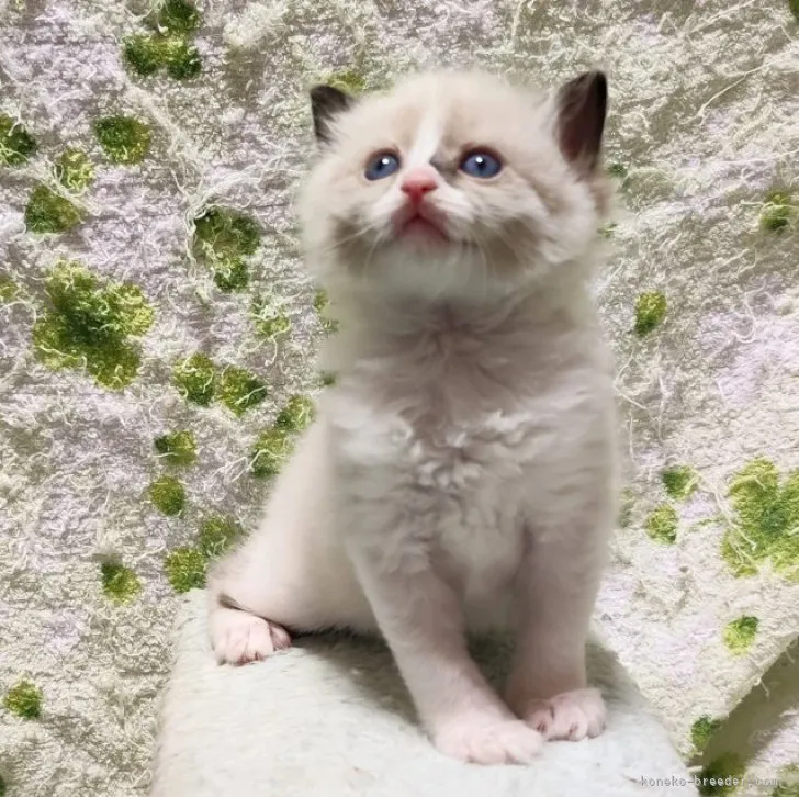 ID:2310-02856の子猫