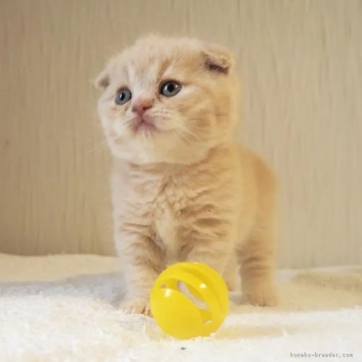 ID:2301-01107の子猫