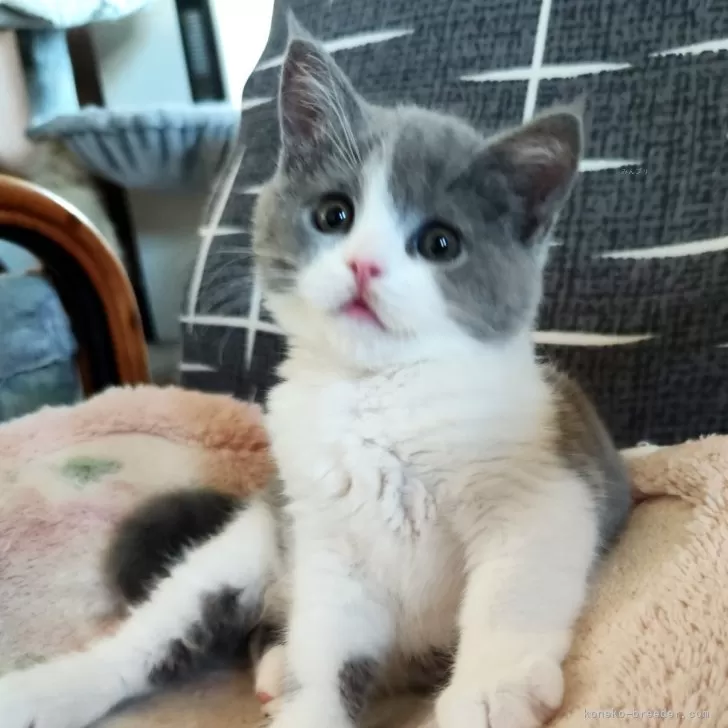 ID:2405-00733の子猫