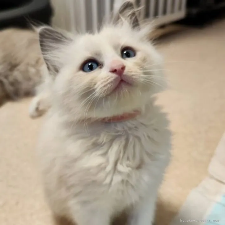 ID:2311-01096の子猫