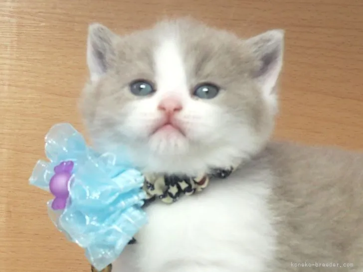 ID:2203-01112の子猫