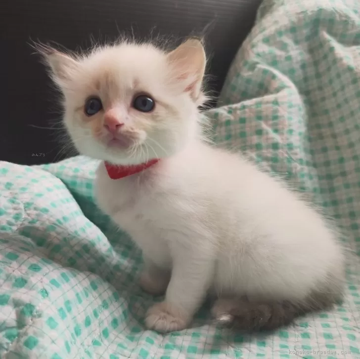 ID:2401-00408の子猫