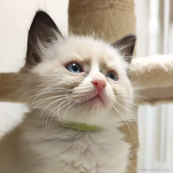 ID:2311-02040の子猫