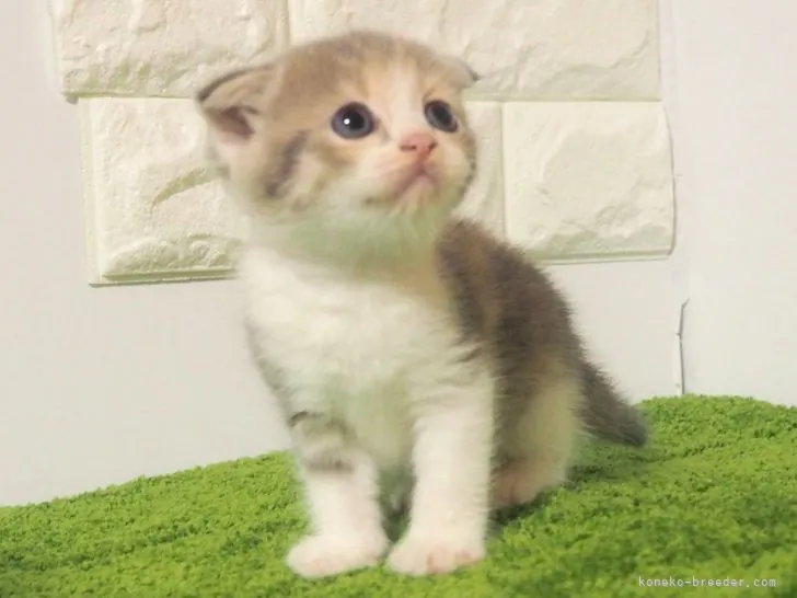ID:2107-00604の子猫