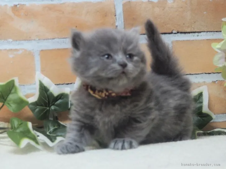 ID:2203-01623の子猫