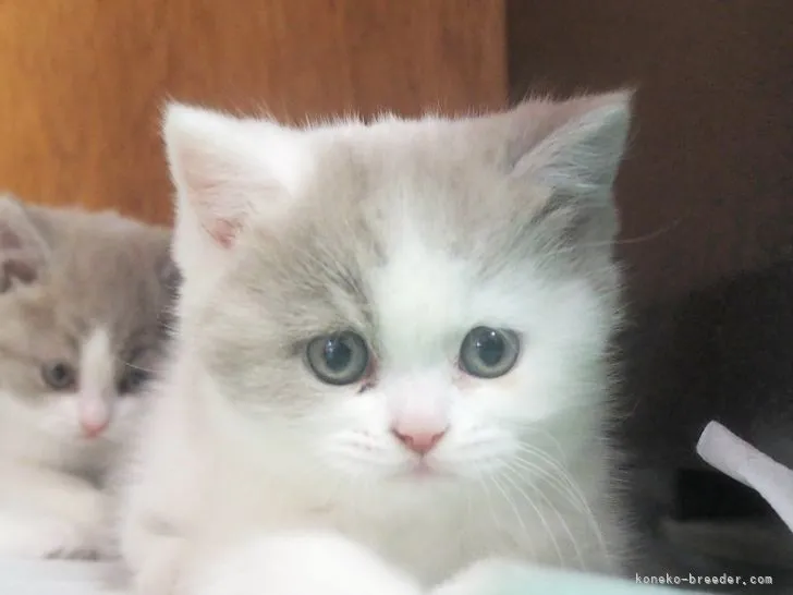 ID:2203-01110の子猫