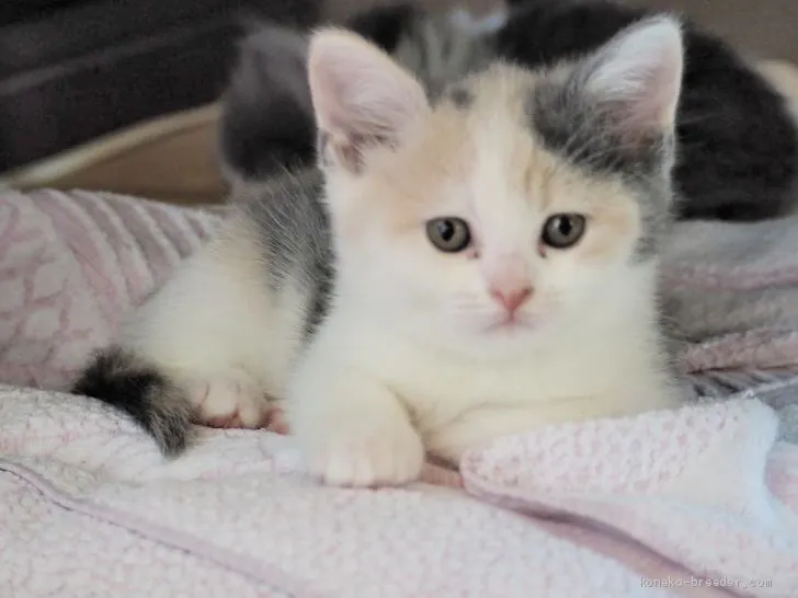 ID:2004-01304の子猫