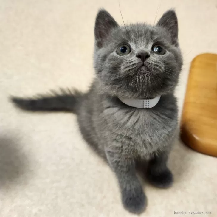 ID：2407-03056の子猫