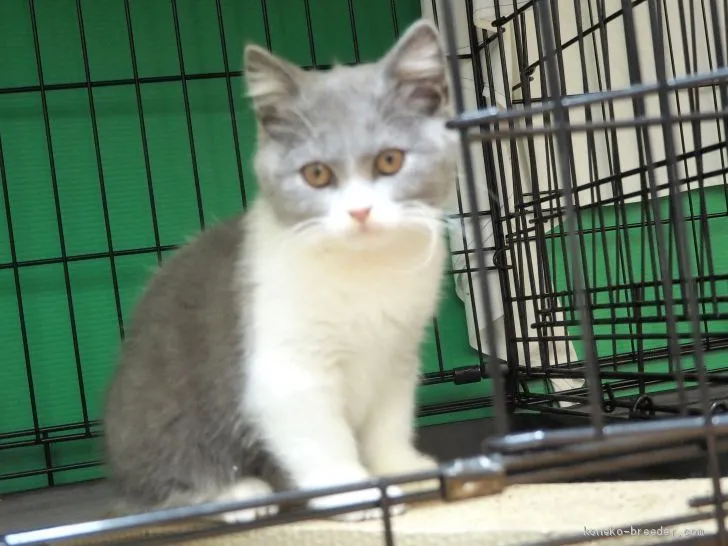 ID:1909-00111の子猫