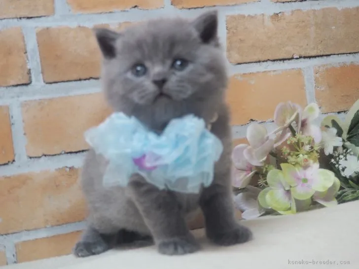 ID:2201-00162の子猫